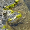 Plants: image 45 Of 62 Thumb